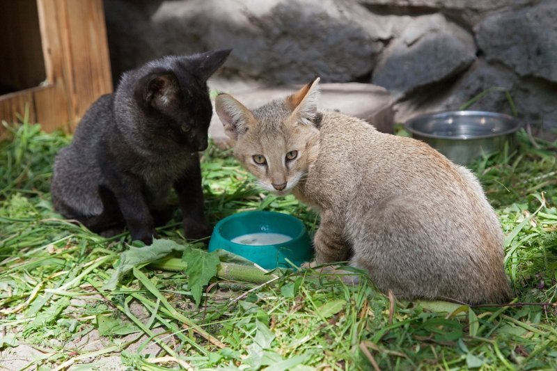 Черный камышовый кот родился в Новосибирском зоопарке