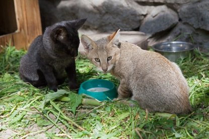 Черный камышовый кот родился в Новосибирском зоопарке
