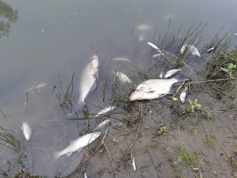 Массовый мор рыбы произошел на реке Тула в Новосибирске