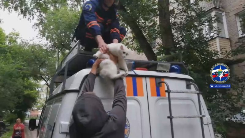 Спасатели сняли с дерева полезшего за котом подростка