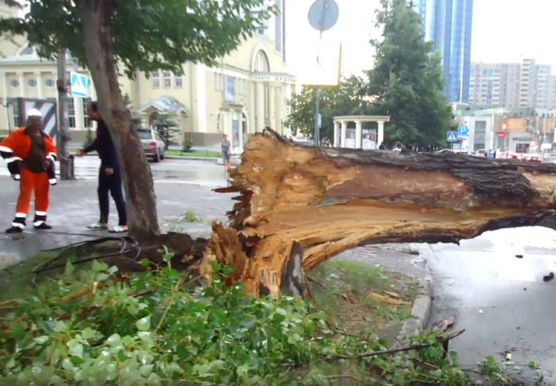 Гроза повалила деревья и оборвала провода в Новосибирске