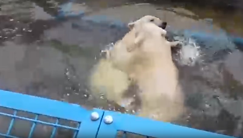 Белые медвежата устроили водные бои в день Ивана Купалы