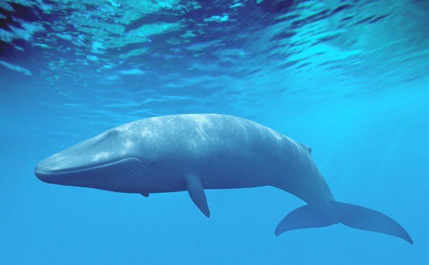 О задержании куратора «Синего кита» сообщили в Бердске