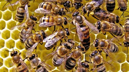 Гибель пчел в Новосибирской области поставили под сомнение