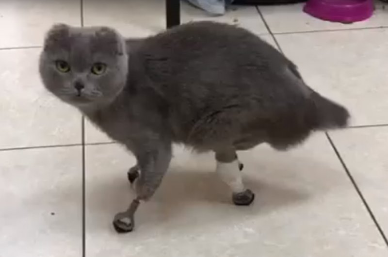 Новосибирские ветеринары сделали кошке протезы на все лапы
