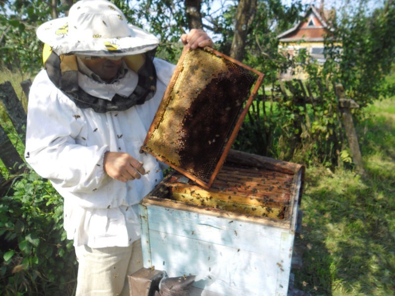 Минсельхоз: Гибель пчел не скажется на новосибирском рынке