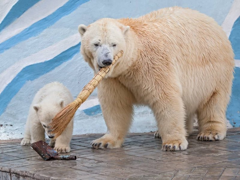 Новосибирский зоопарк поменял график работы