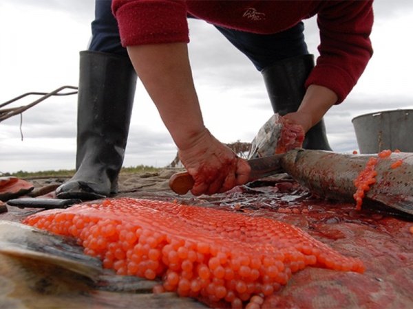 Контрабандиста из Владивостока осудят за тонны рыбы и икры