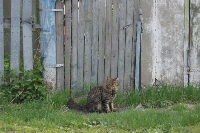 Полсотни домашних кошек и собак кастрируют в Криводановке