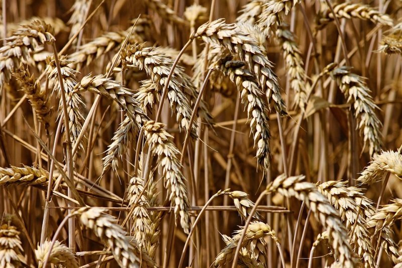 1,1 млн тонн зерна собрали аграрии области в начале сентября