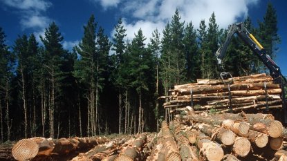 Предпринимательницу осудят за аферу с лесом на 257 миллионов