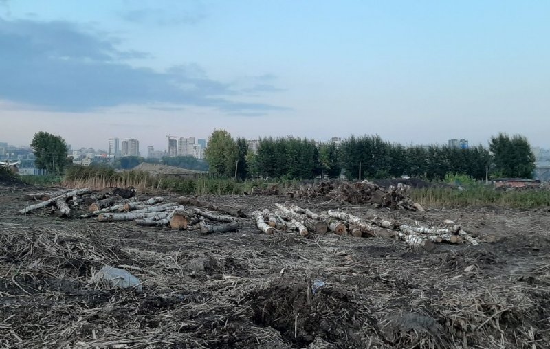 Около 100 деревьев вырубили рядом с городским пляжем