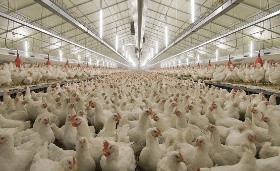 «Коченевская птицефабрика» погасила 10,7 млн страховых взносов