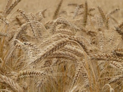 В Новосибирской области убрано зерно с более миллиона гектаров