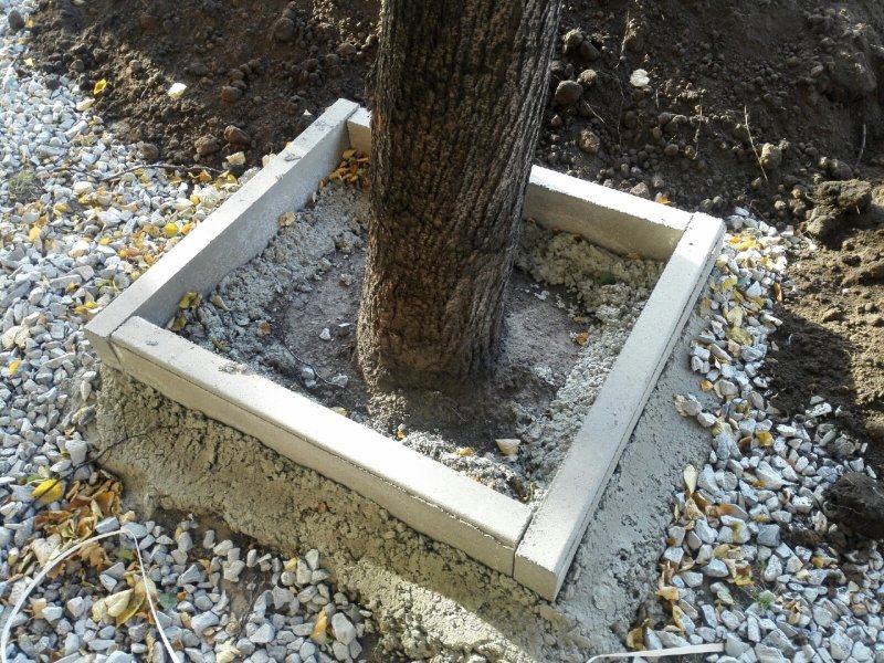 Деревья в Новосибирске освобождают из цементного плена