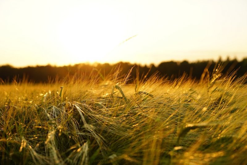 Травников договорился о росте поставок зерна на внешние рынки
