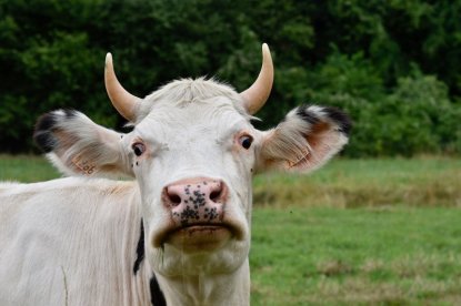 Новосибирские коровы стали доиться на 156 тонн больше
