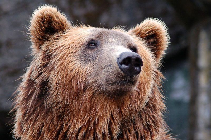 Депутаты Заксобрания: что делать с медведями? 