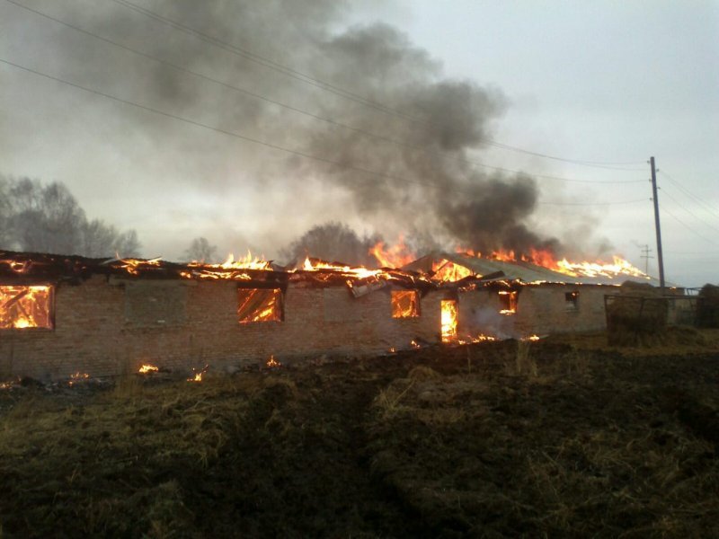 В Чулымском районе от пожара спасали коров