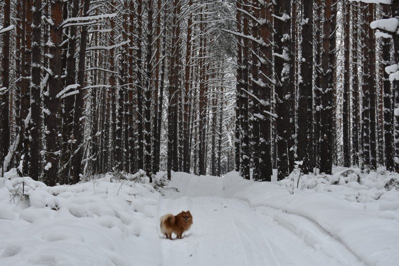 В выходные Новосибирск заледенеет и покроется снегом