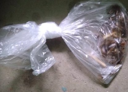 Потеряли или подкинули: пакет с тараканами найден в подъезде 