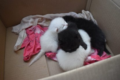 Сибкрай.ru спас котят из квартиры забитой отчимом малышки 
