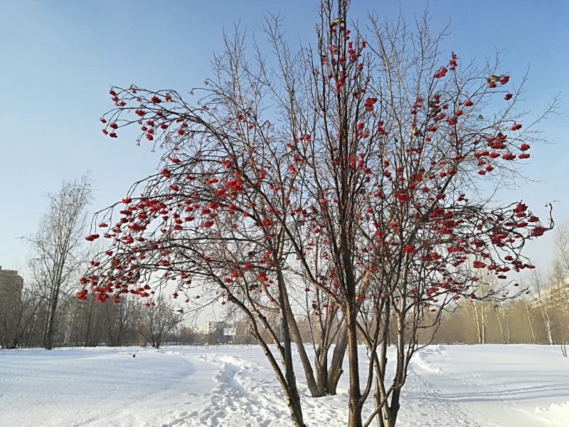  В МЧС предупредили: лед провалится, деревья будут падать… 