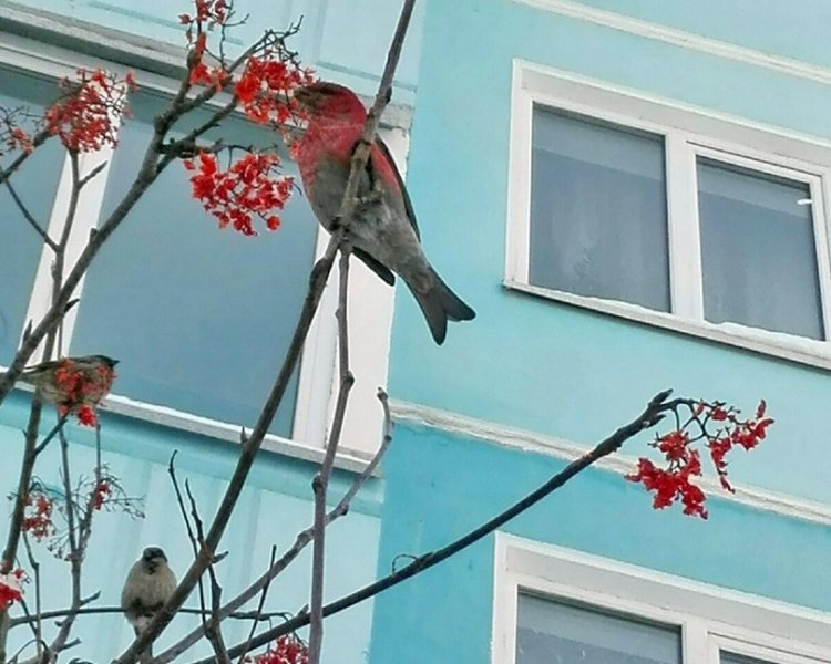 Горевшая тайга пригнала в город тысячи красногрудых птиц 