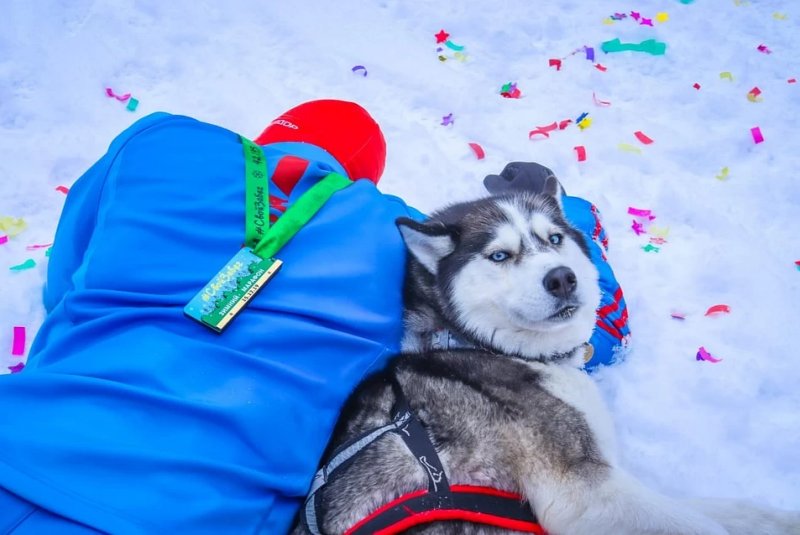 Собаки из Новосибирска пробегут пять километров на лыжах