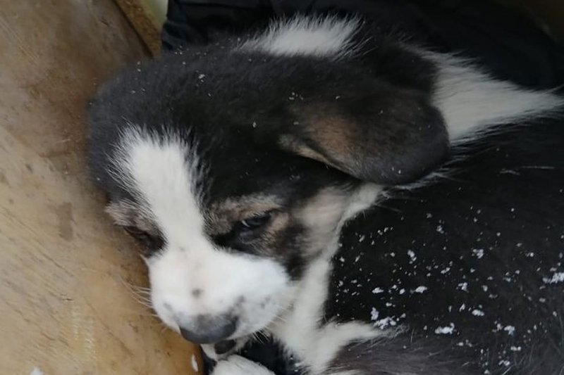 Сибирячка подбросила щенка в будку на строительную площадку
