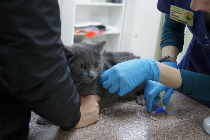 Новосибирский приют чипировал 50 кошек до принятия закона