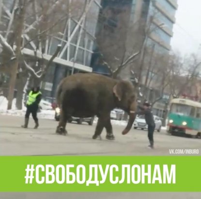 На Урале из цирка сбежали слоны