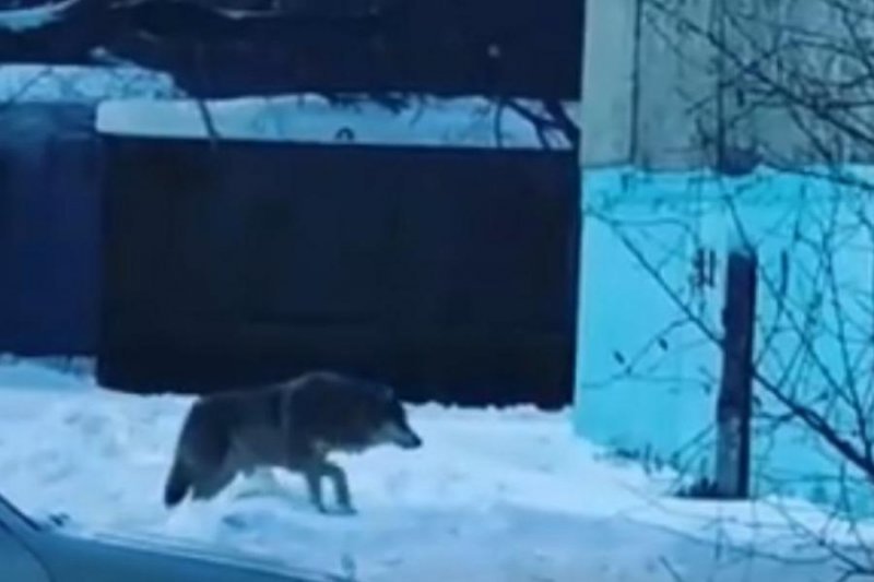Волки в городе: жители Татарска не боятся фейков
