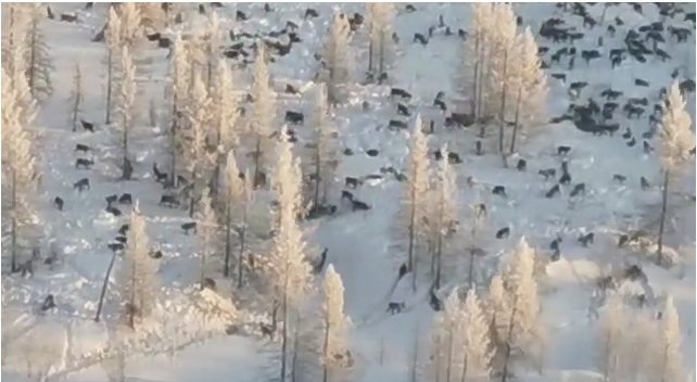 «Идут на Татарку»: видео с сотней волков напугало  жителей 