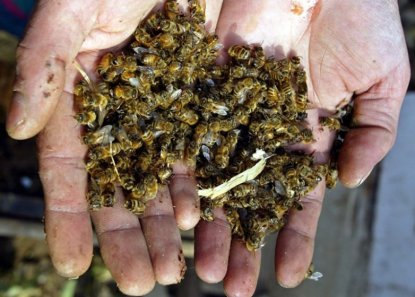 Найдены виновные в массовой гибели пчел на Алтае