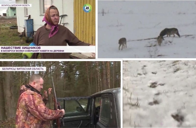 Волки нападают на деревню Полесье у границы с Литвой 