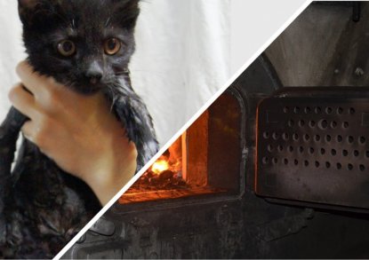 Котенка попытались сжечь на предприятии из-за 500 рублей