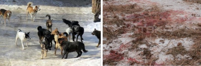 Собаки загрызли уже двух человек в Красноярске