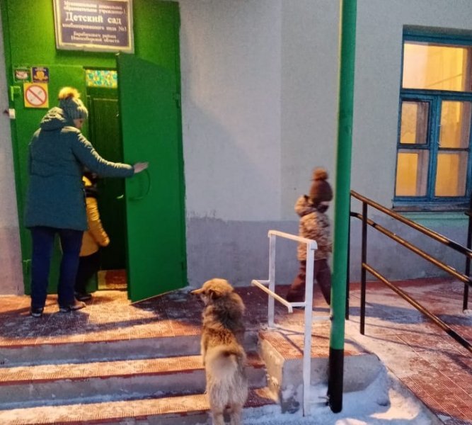 Жители Барабинска из-за собак боятся идти в детский сад 