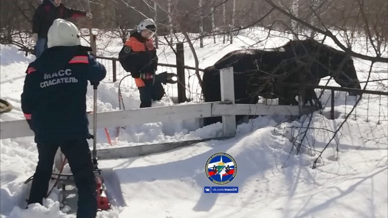 Новосибирские спасатели сняли с забора лошадь