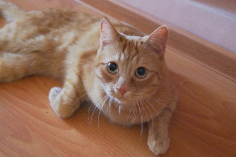 В Новосибирске расследовали убийство кота Моти