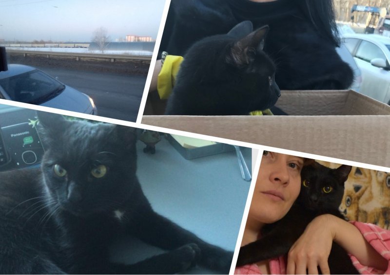 Черного кота сняли с отбойника на шоссе в пятницу 13-го