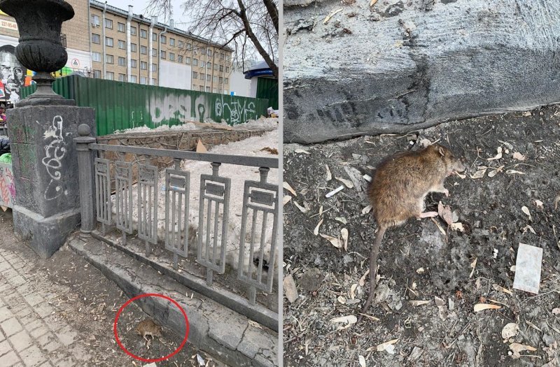 Новосибирск атакуют коронавирус и крысы