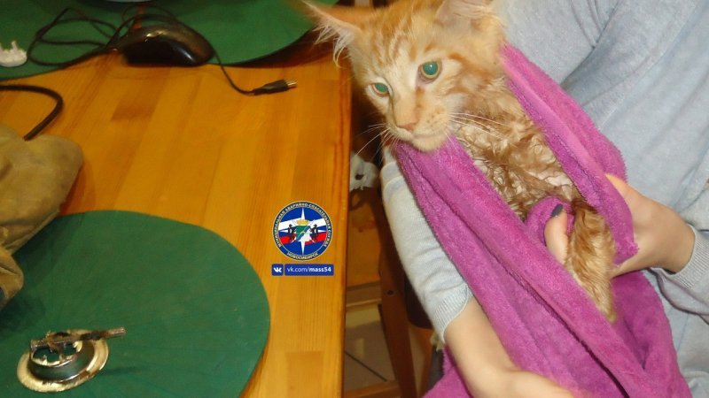 Любопытный кот попался в подводную ловушку в Новосибирске