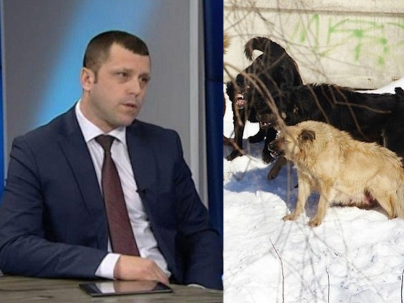 Уволен красноярский чиновник, ответственный за отлов собак