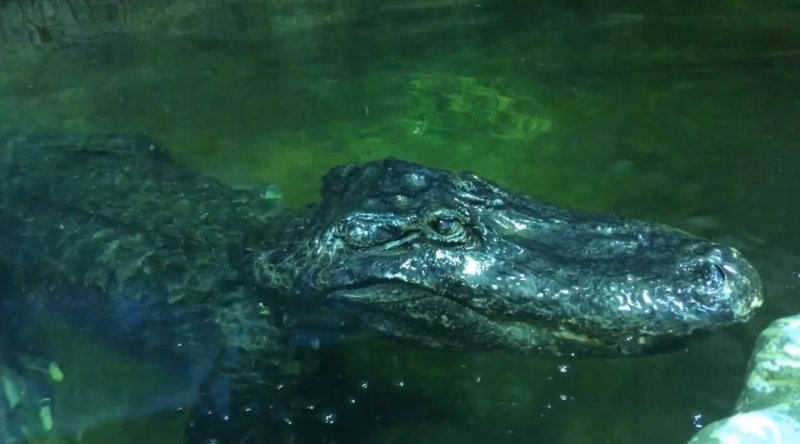 В зоопарке умер крокодил-легенда со времен войны из «коллекции Гитлера» 