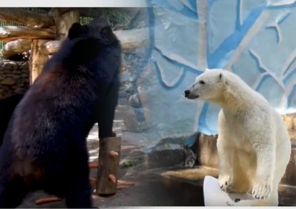 Ко «Дню медведя» в Новосибирском зоопарке провели перепись косолапых