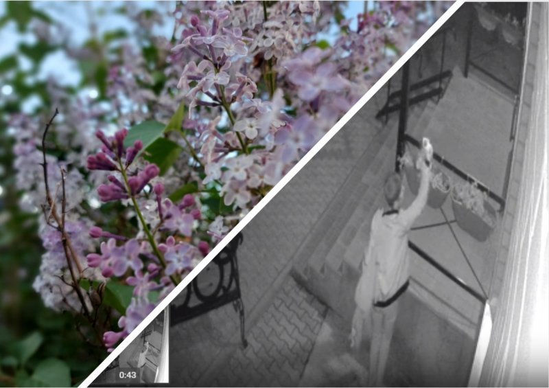 «Цветы последние милей…»: Ночная читательница своровала саженцы у библиотекарей из Болотного 