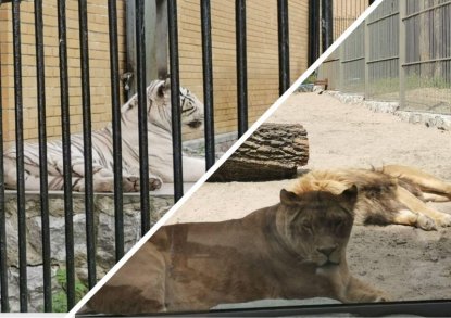 «Люди добрые!»: Россияне и иностранцы спасают от голода зверей в Новосибирском зоопарке