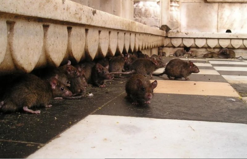 Крысы пришли «отужинать» в киоск с шаурмой в центре Новосибирска